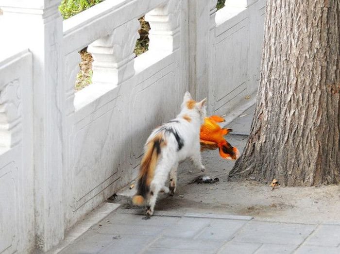 cat-catches-a-huge-goldfish-for-dinner-10.jpg