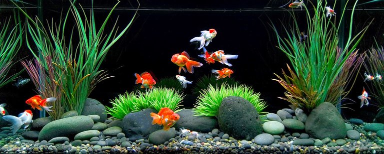 66_1aquarium_goldfishtank.jpg