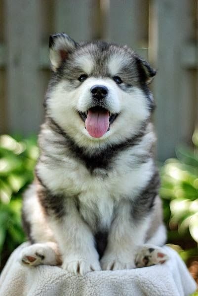 4ae6cedaa23c7f1fbacc40ca25dbbcc2--cute-husky-puppies-chubby-puppies.jpg