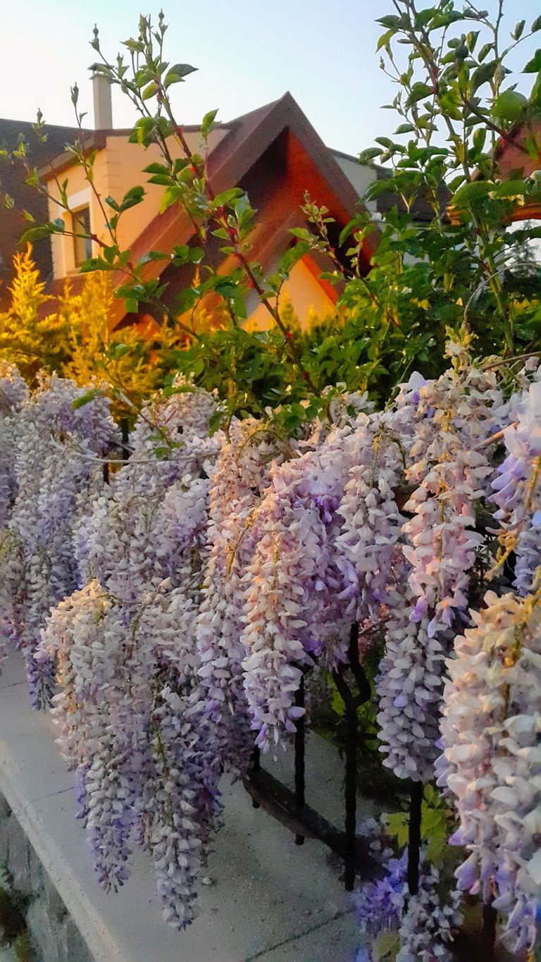 20180422_195721-EFFECTS.jpg