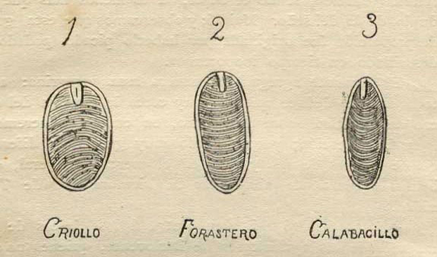 Criollo, Forastero, dan Trinitario.png