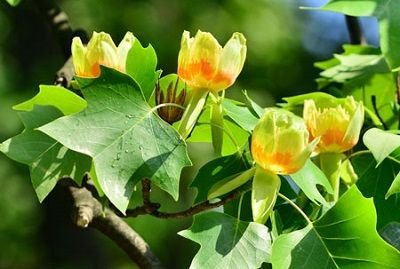 tulip-poplar-trees-for-sale-fast-growing-trees-poplar-tree-flowers.jpg