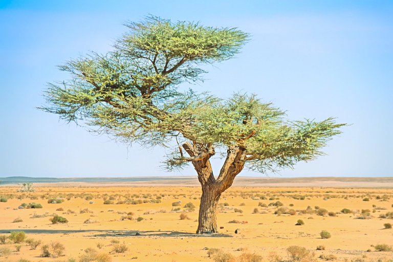 Desert-Tree(pp_w1200_h800).jpg