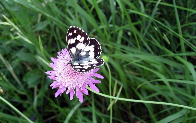 butterfly-flower-wallpaper-wide-full-hd0864.jpg