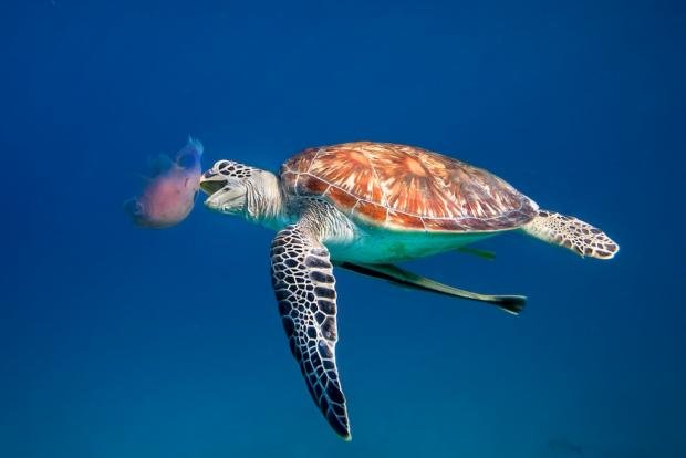 greenarea-turtle-jellyfish.jpg