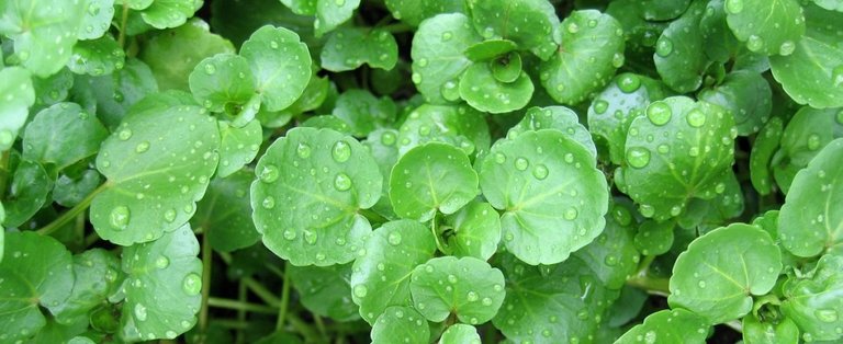 watercress-970x397.jpg