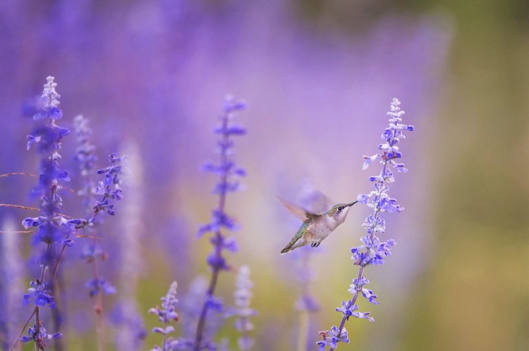 Ray Hennessy Hummingbird, USA.jpg