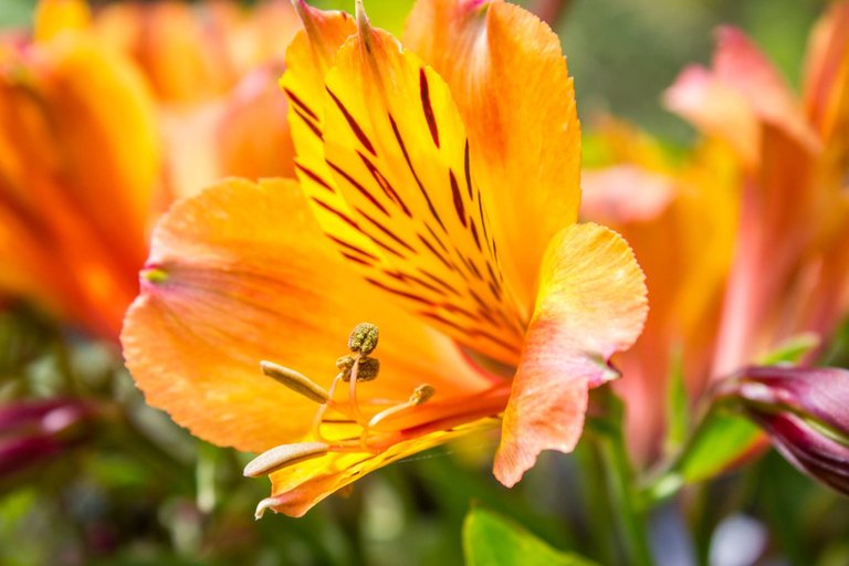 yellow-flower.jpg