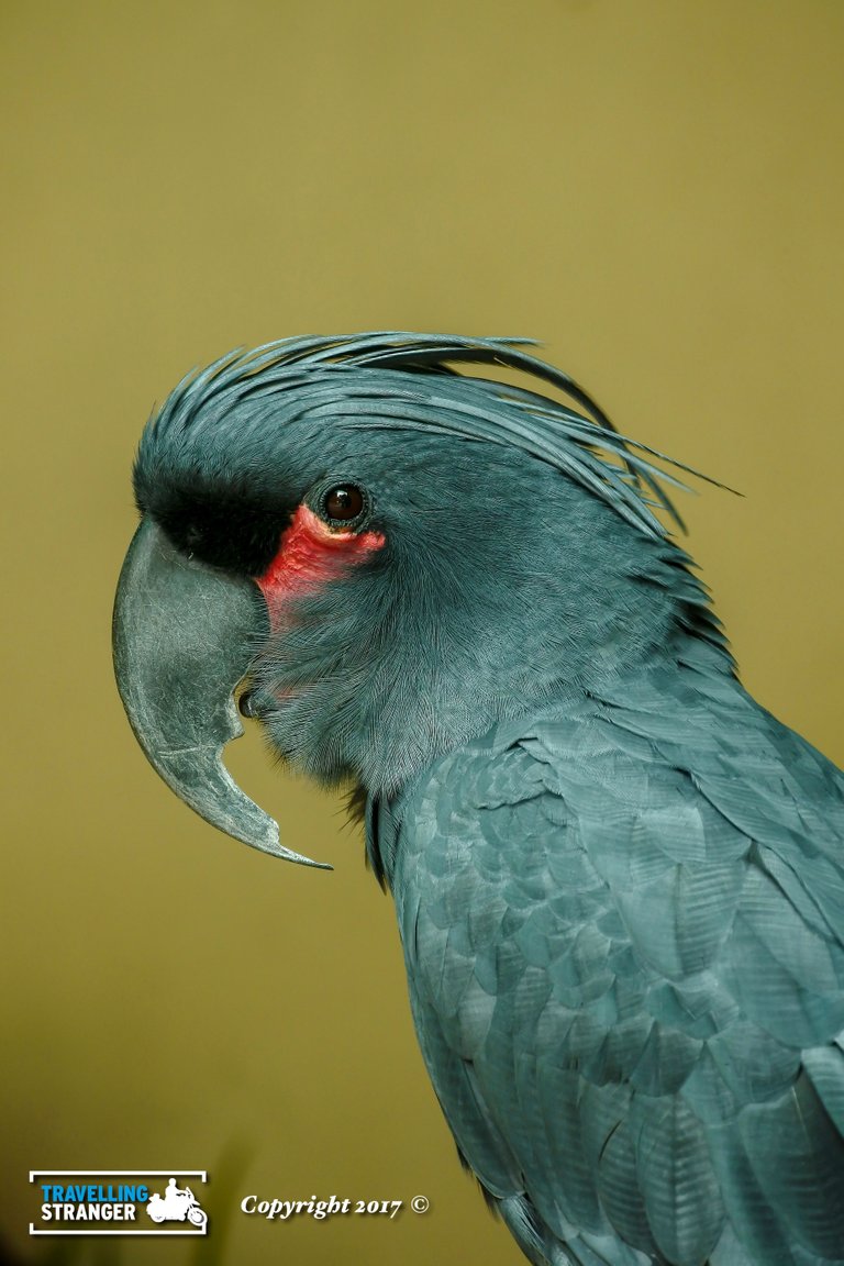 Black Palm Cockatoo-1.jpg