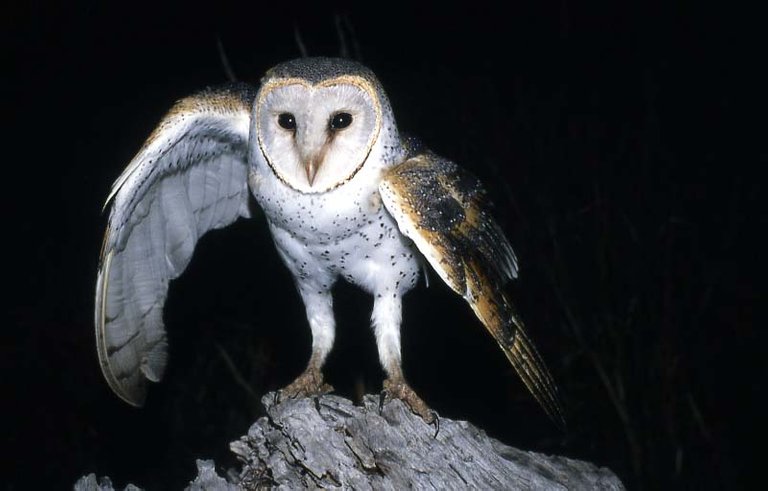 barn_owl.jpg