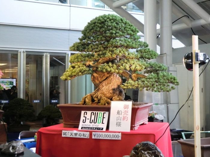 Lalbero-più-costoso-bonsai-nel-mondo.-Oltre-300-anni-13-milioni.jpg