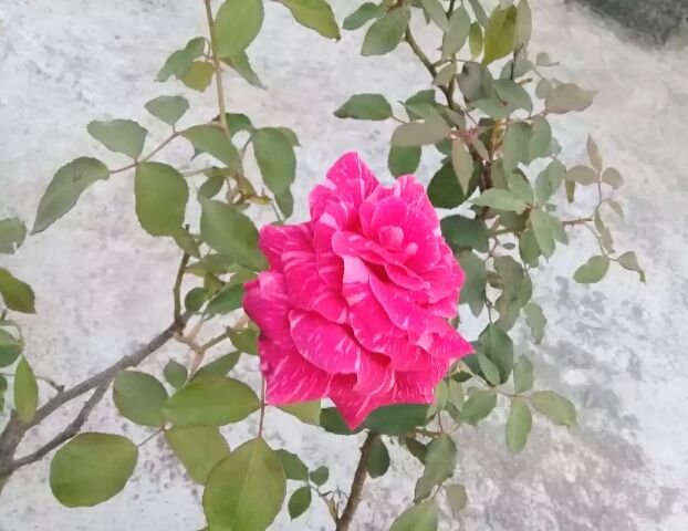 my garden rose.jpg