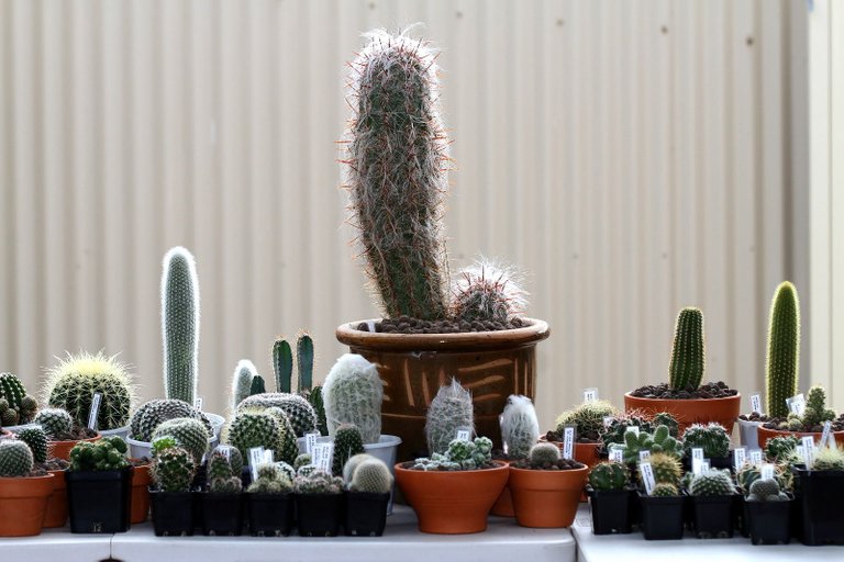 Cactus 2018-03-10.jpg