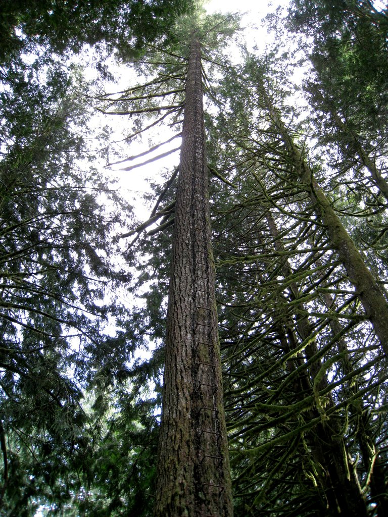 LadderTree 061012.jpg