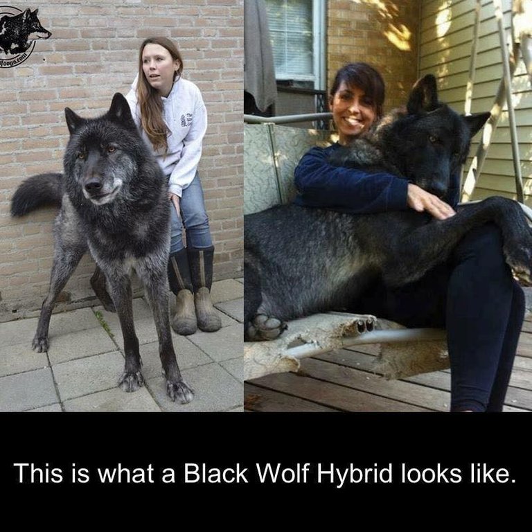 black wolf hybrids