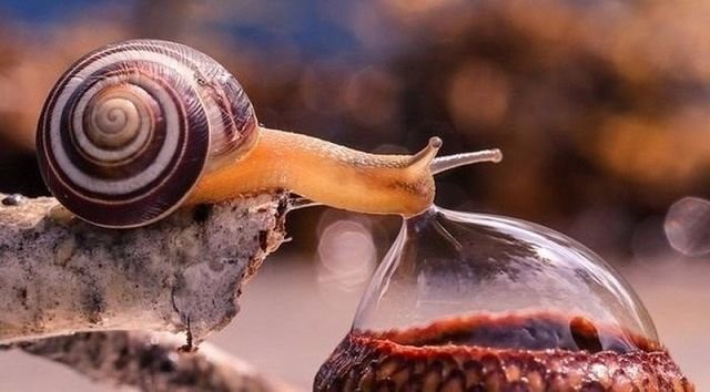 snail.jpg