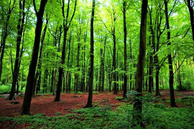 green-forest-trees.jpg.662x0_q70_crop-scale.jpg