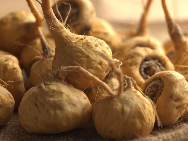 The-Hormone-Balancing-Health-Benefits-Of-Maca-Root-by-GreenBlender-maca.jpg