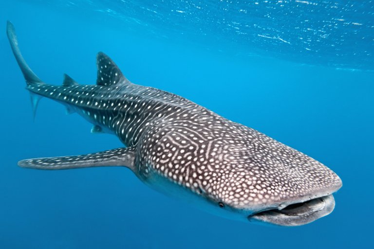 female wale shark.jpg