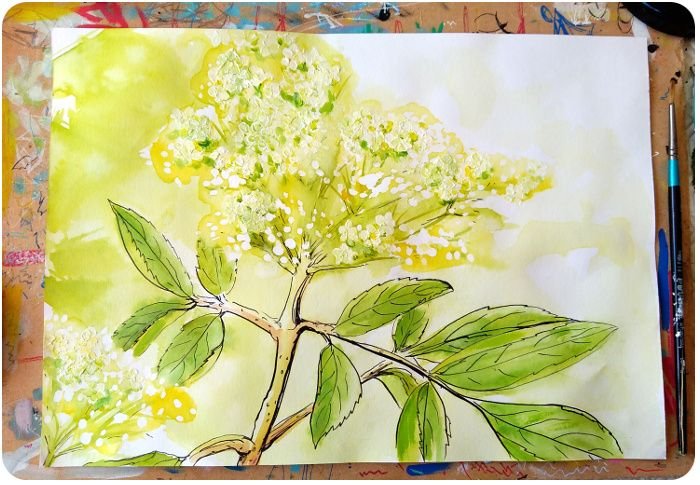 elderflowers.jpg