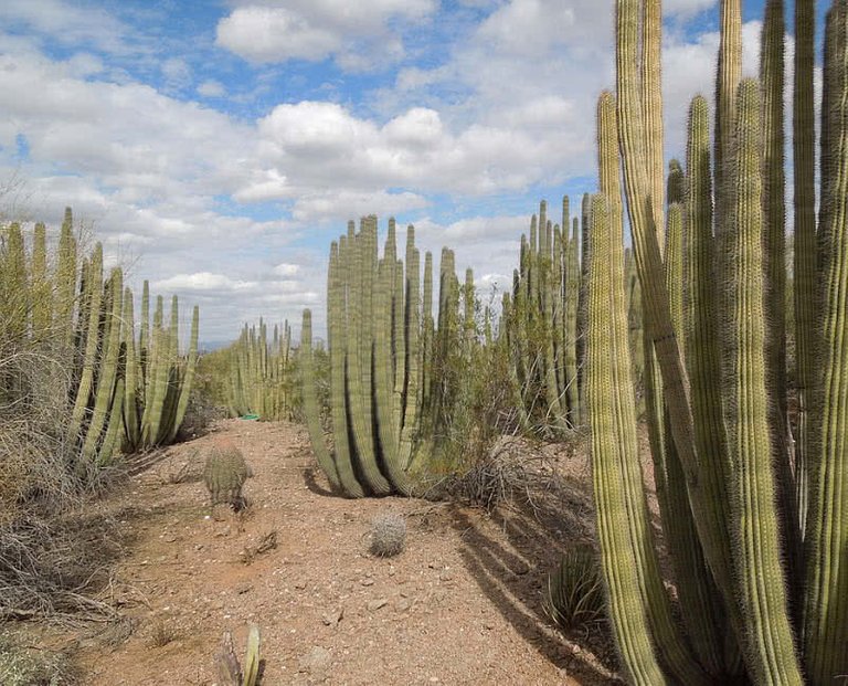 Desert-GarDen.jpg