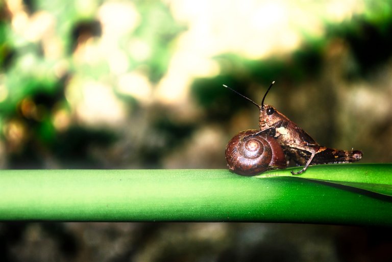 Lil Bug Buddy Jammin' by ELLi.jpg
