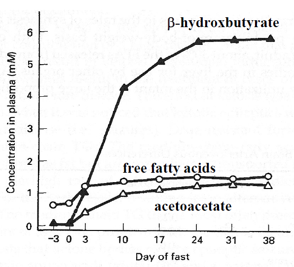 ketone-body-generation.PNG