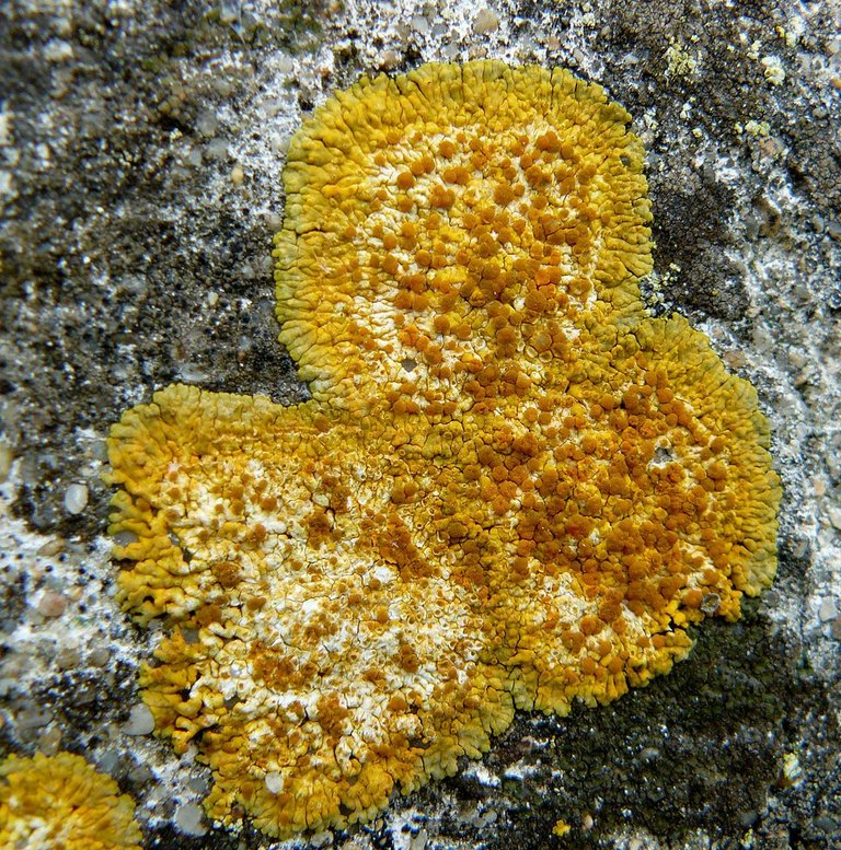 lichen patch.jpg