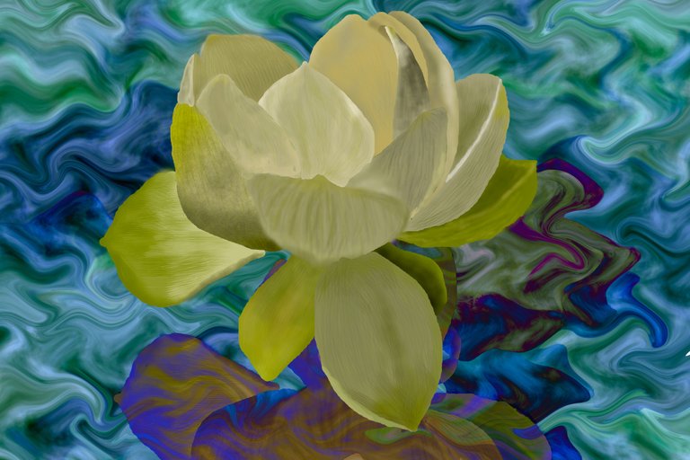 lotus flower dp.jpg