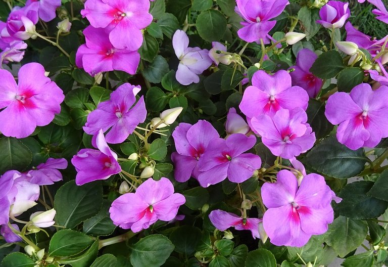 impatiens-1239885_960_720.jpg