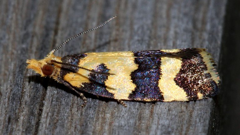 Conchylis tasmaniana MV BY Tas n1 2017-11-26.jpg