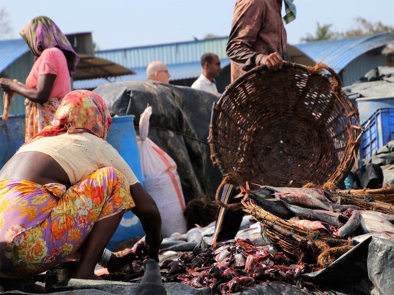 my photography fish market 4.jpg