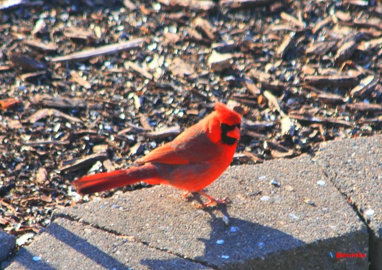 northern cardinal PFW22-sa0022.JPG