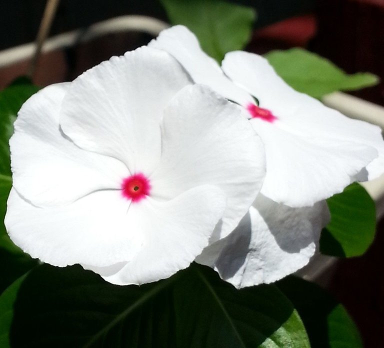 white vinca.jpg