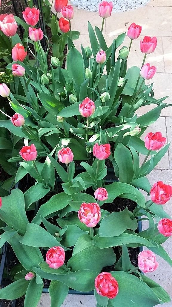 tulips 9.jpg