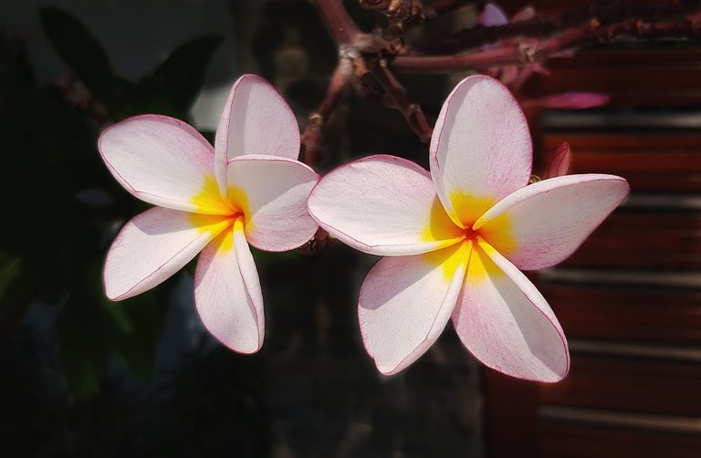 plumeria-3213187_960_720.jpg