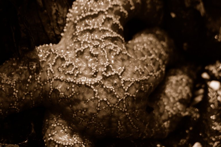 Starfish1.JPG