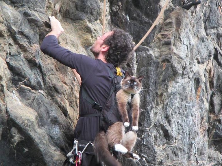 3jEdqzchQSyJ65hAdFlA_Mountain Climb Cat.jpg