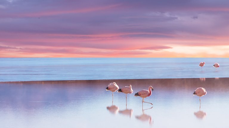 Andean flamingos 1920x1080.jpg