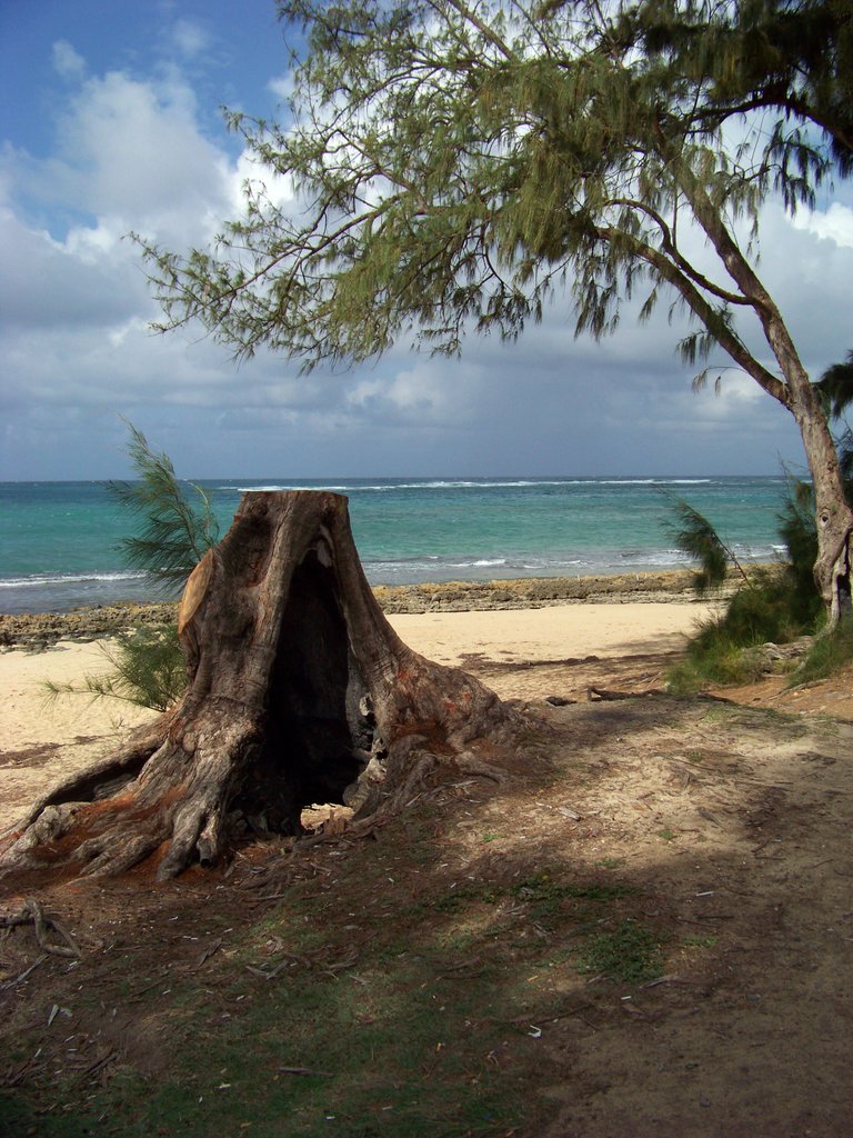 Tree Stump on Beach1.jpg