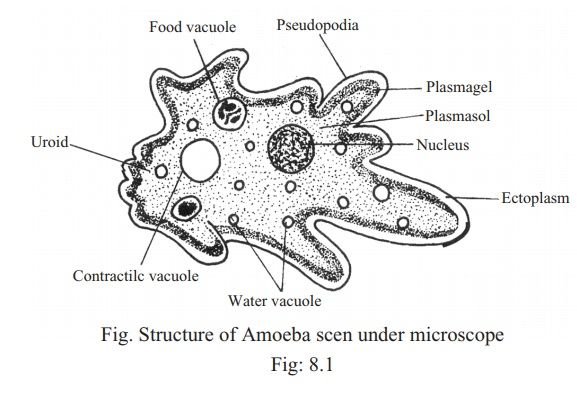 article-Body-structure-of-Am-AOb.jpg