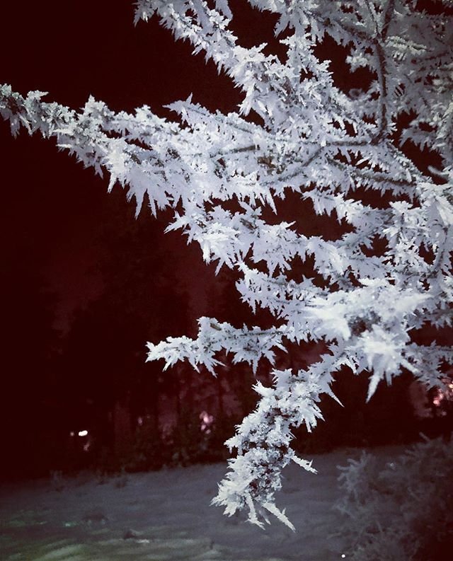 Snow on the tree.jpg