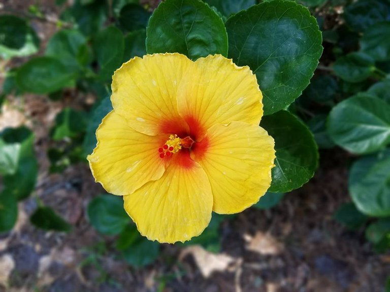 yellow hibiscus.jpg