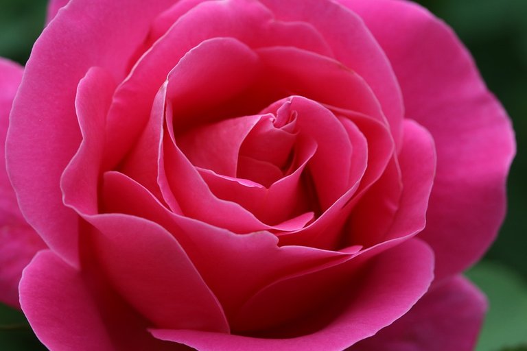 rose-3415767_960_720.jpg