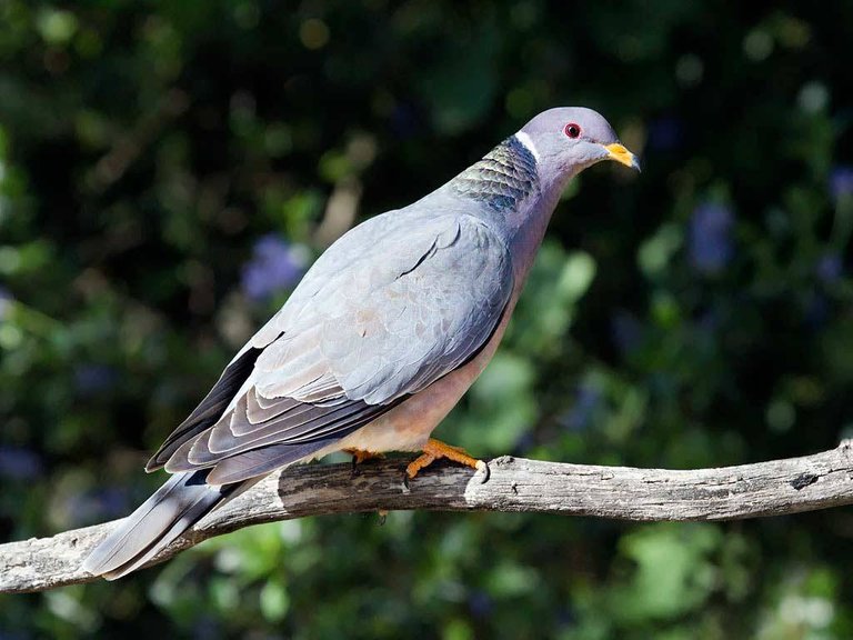 411793-beautiful-birds-band-tailed-pigeon-patagioenas-fasciata.jpg