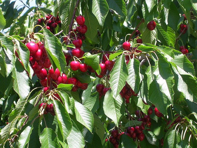 800px-Cherries_summerland.jpg