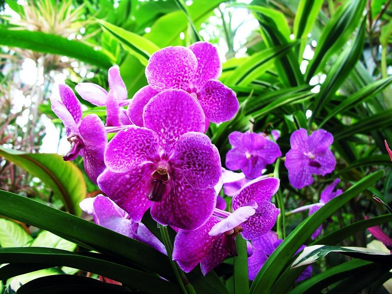 Flowers-orchid-pictures-flower-pictures-of-orchid-beautiful-orchid.jpg