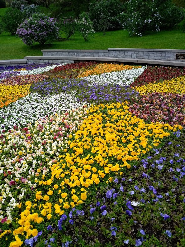 PerfectPansies2.jpg