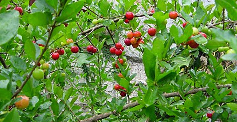 rama de acerola fruto y hojas .jpg