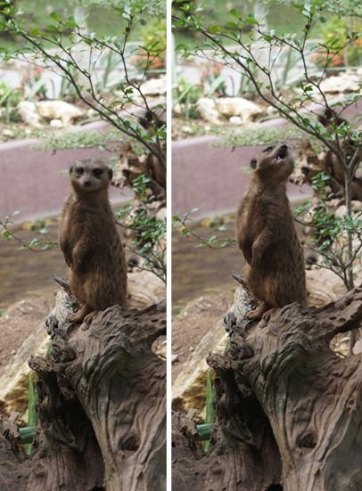 meerkat.JPG